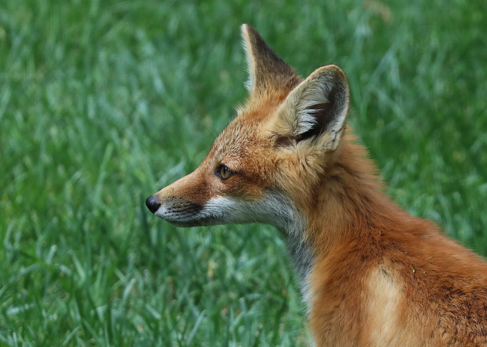 Fox